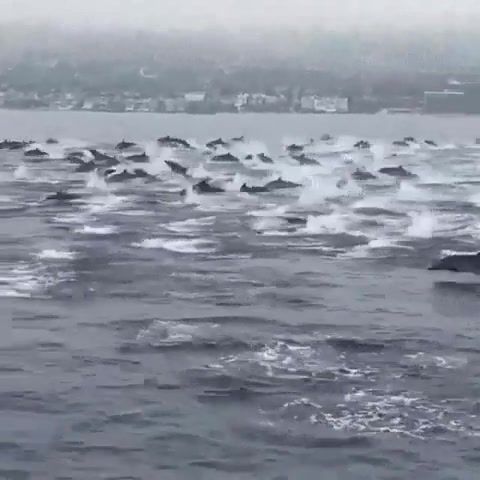 Dolphin Dance, Natural Beauty, Animals, View, Music, Travel, Nature Travel