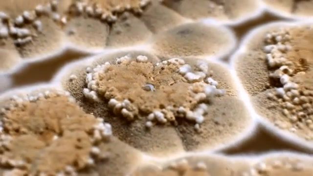 Mold - Video & GIFs | aero chord,nature,surface,timelapse,mold,nature travel