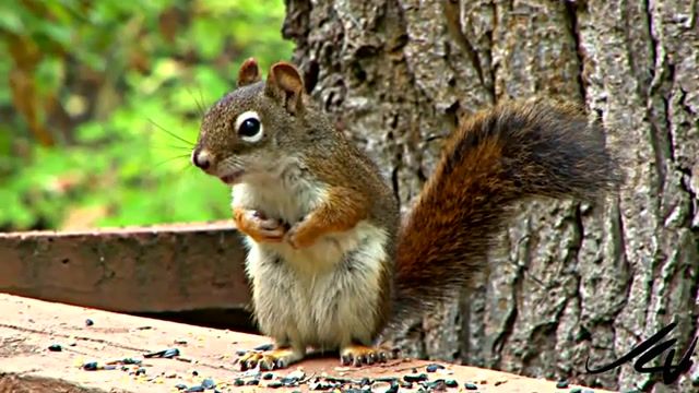 RnB Squirrel, Rap, Hunting, Animals, Call, Sound, Cute, Species, Conservation, Wildlife, Mammal, Nature, Animal, North, Uk, Endangered, Rodent, Flying, Fox, Grey, Red, Hd, Youtube, Squirrel, Nature Travel