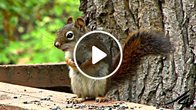 Rnb squirrel, rap, hunting, animals, call, sound, cute, species, conservation, wildlife, mammal, nature, animal, north, uk, endangered, rodent, flying, fox, grey, red, hd, youtube, squirrel, nature travel. #0