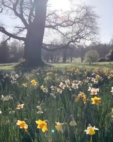 Summer fairy tale - Video & GIFs | summer,flowers,sun,beauty of nature,live nature,beautiful,place,flower meadow,heat,in,heart,nature travel