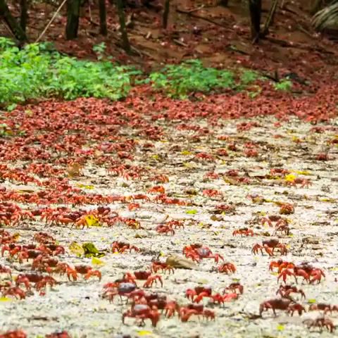 Australian red crabs migration, Nature Travel