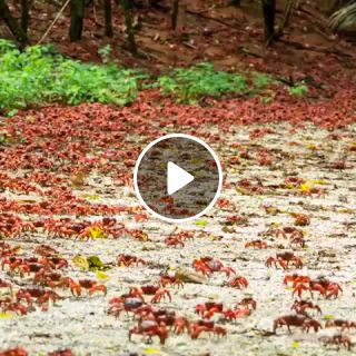 Australian red crabs migration