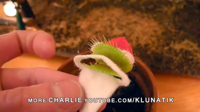 KLUNATIK MERRY CHRISTMAS from Charlie the venus flytrap, Charlie, Bit, Cigarette, Plant, Carnivorous Plant Informal Biological Grouping, Carnivore, Plants, Insects, Weird, Freak, Funny, Humor, Trap, Caught, Catch, Mouth, Close, Dionaea Muscipula, Dionaea, Trigger, Nature Travel