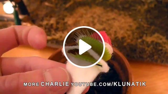 Klunatik merry christmas from charlie the venus flytrap, charlie, bit, cigarette, plant, carnivorous plant informal biological grouping, carnivore, plants, insects, weird, freak, funny, humor, trap, caught, catch, mouth, close, dionaea muscipula, dionaea, trigger, nature travel. #1