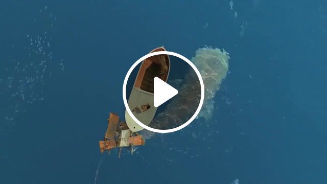 Peace for earth hd fullscreen, footage, unseen, boat, under, swimming, whale, pi, of, life, nature travel. #0