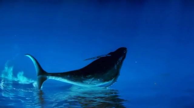Song of whale, Slowmo, Slow Mo, Slow Motion, Underwater, Wildlife, Water, Music, Song, Deep, Sea, Ocean, Whale, Nature Travel