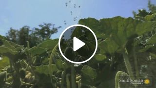 Squirting Cucumbers