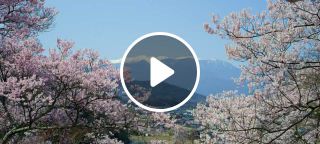 The beauty of blooming sakura