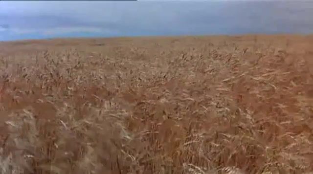 Wheat in the wind from days of heaven, days of heaven, wheat field, nature travel.