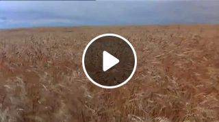 Wheat in the wind from Days of heaven