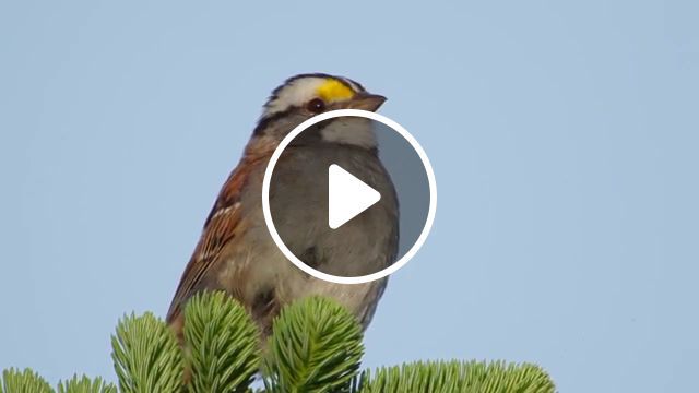 White throated sparrow, musicofnature org, the music of nature, bob mcguire, lang elliott, bird behavior, bird song, birds, sparrow, white throated sparrow, nature travel. #0