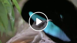 Birds of Paradise mating dance