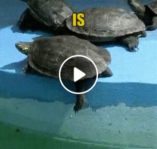 This is SPARTA Turtles
