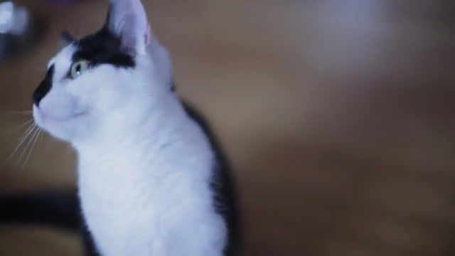 Absolutely Cuckoo Cats, Hd, Crazy Cats, Alois Di Leo, Sinlogo, Dancing Cats, Cats, Nature Travel
