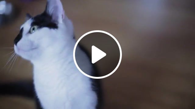 Absolutely cuckoo cats, hd, crazy cats, alois di leo, sinlogo, dancing cats, cats, nature travel. #0