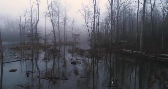 Fog, Phantom, P4p, Dji, Swamp, Creepy, Fog, Foggy, Fort, Payne, Alabama, Trees, Nature, Drone, Fort Payne, Music, Nature Travel