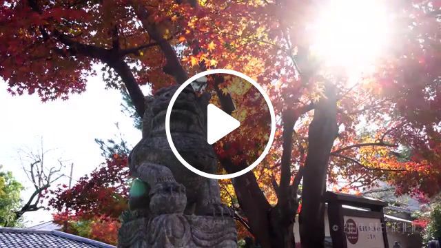 Japan autsumnto r kyoto, osaka, nara, kyoto, osaka, nara, autumn leaves, koto, dji mavic pro, arashiyama, nanzenji, eikando, kodaiji, yasaka jinja, tenmangu, jojakko ji, hogon in, fushimi inari taisha, byodoin, kasugataisha, dotonbori, shinsaibashi, rude eternal youth, momentary beauty, nature travel. #0