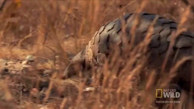 Lazy day in the forest, national geographic, nat geo, nat geo wild, wild, world's weirdest, weirdest, weird, animal, wildlife, nature, pangolin, armor, ants, termites, eat, attack, battle, fight, predation, predator, kill, tongue, strange, looking, nature travel.