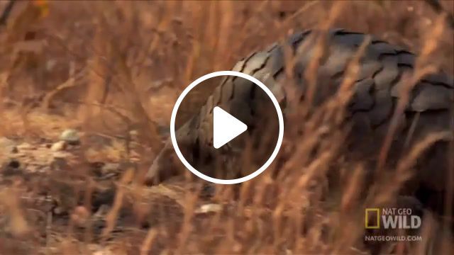 Lazy day in the forest, national geographic, nat geo, nat geo wild, wild, world's weirdest, weirdest, weird, animal, wildlife, nature, pangolin, armor, ants, termites, eat, attack, battle, fight, predation, predator, kill, tongue, strange, looking, nature travel. #0