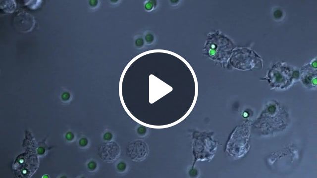 Phagocytes, science, bbc, micro, biology. #1