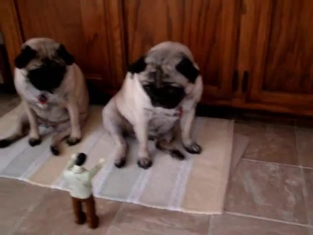 Pugs Thriller - Video & GIFs | pugs,thriller,agnes,olivia,zombie,attack,pug,dog,cute,attacks,saved,rug,zombies,calm,nature travel