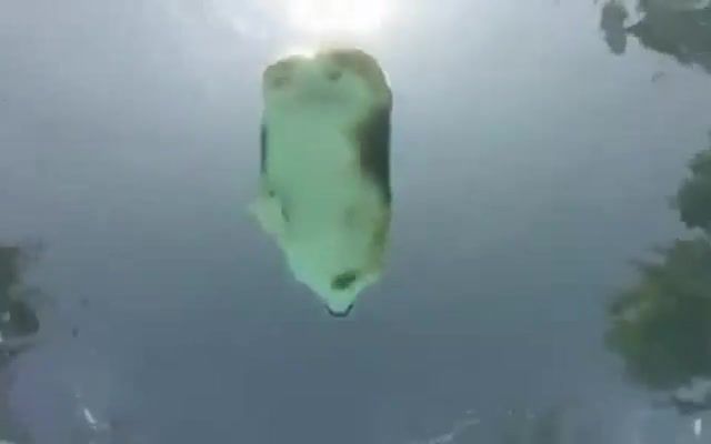 Clear water, Eleprimer, Nice, Loop, Cinemagraphs, Cinemagraph, Orbo, Deep, Music, House, Underwater, Water, Sezullive, Ocean, Oceans, Sea, Earth, Batoidea, Myliobatiformes, Flight, Depth, Ambient, Corgi, Pool, Sunday, Whater, Pets, Hollydays, Pet, Small Dog, Best, Lol, Fun, Funny, Funny Dog, Funnydogs, Corgilove, Slowmo, Slow Mo, Slow Motion, Jean Michel Jarre, Ethnicolor, Wildlife, Song, Whale, Water Inspired, Shark, Sharks, Marine Biology, Gopro Awards, Conservation, Preservation, Diving, Freedive, Nature, Whale Shark, Karma, High Def, High Definition, Viral, Crazy, Great, Beautiful, Action, Silver, Black, Session, Hero 4 Session, Hero4 Session, Hero 4, Hero 3, Hero 2, Epic, Hero, Cam, Camera, Go Pro, Hd, 4k, Gopro Hero 4, Rad, Stoked, Hd Camera, Hero Camera, Hero4, Hero3plus, Hero3, Hero2, Nature Travel