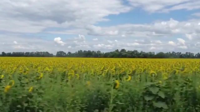 Road trip, road, trip, driving, sunflower, field, live, nature travel.