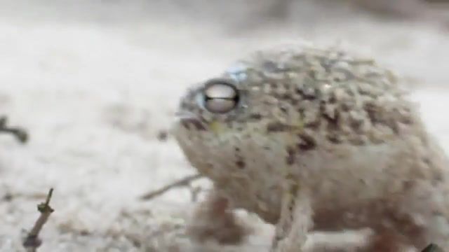 Squeak squeak - Video & GIFs | rainfrogs,dean boshoff,youtube rain frog,angry rain frog,african rain frog,most adorable frog,breviceps namaquensis,cute frog,rain frog,desert,squeak,squeek,frog,cute,rain,adorable frog,namaqua rain frog,worlds cutest frog,nature travel