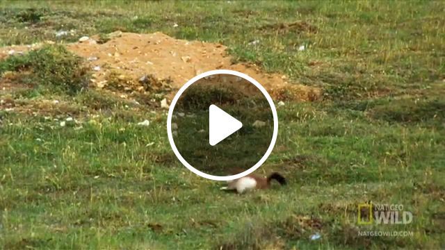 Voodoo stoats, dead, stoats, kill, nature travel. #0