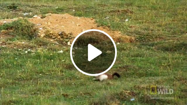 Voodoo stoats, dead, stoats, kill, nature travel. #1