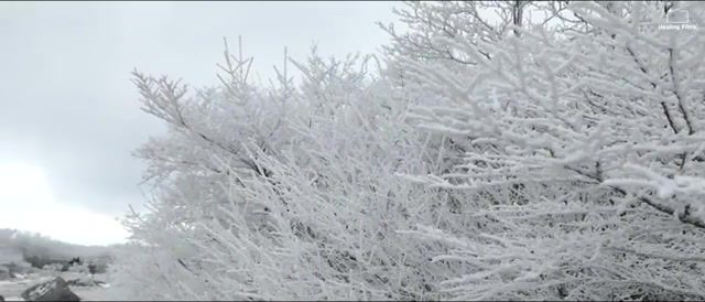 Winter in jeju island south korea, winter, jeju, island, south, korea, naturee, music, snow, could, nature travel.