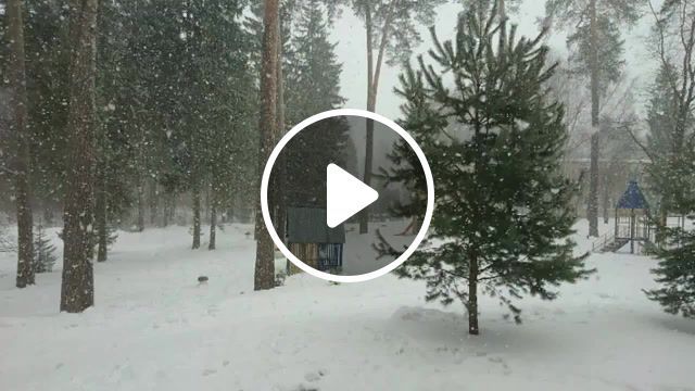 Defying gravity, winter, snow, snowfall, forest, nature, music, reverse, piano music, nature travel. #0