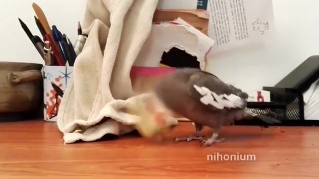 In the air tonight hate this bird. finally it came to good use, meme, dank, dank meme, funny, memes, birb, bird, explosion, parrot, cockatiel, headbutt, in the air, birbs, phil collins, birds, mashup.