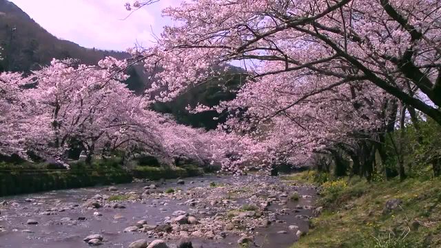 Love. Sakura. Cherry Blossoms. Rammstein. Till Lindemann. Till. Lindemann. Rammstein Amour. Amour. Relaxing. Relax. Nature. Beautiful. Forest. Spring. Nature Travel.