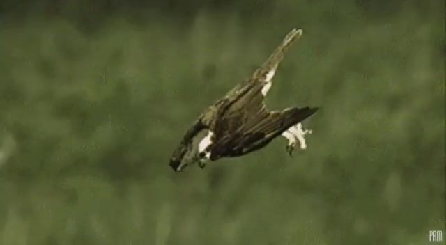 Osprey vs. Prey The Saint, Fisher, Bird Of Prey, Bird, The Saint, Orbital, Predator, River, Prey, Fish, Osprey, Nature, Animals, Nature Travel