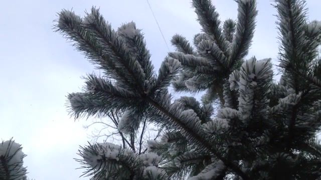 Sinead O'Connor Nothing compares to you, Russia, Saint Petersburg, Sky, Fir, Spruce, Tree, Snow, Winter, Irube, Music, Sinead O'connor, Nature Travel