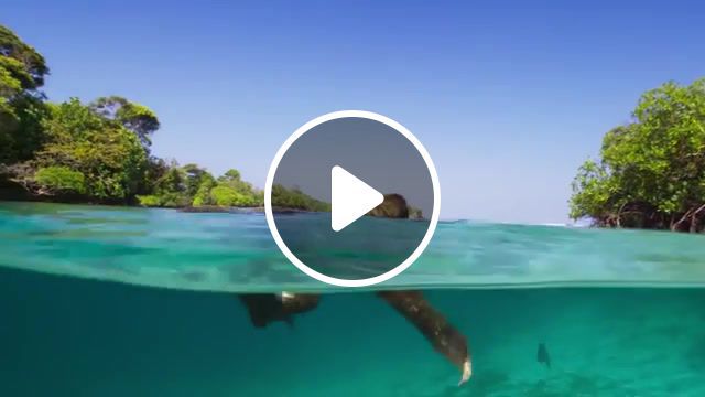 Swimming pool, swimming pool, tropical, ocean, fun, islands, sloth, planet earth, wild, animals, nature, bbc, nature travel. #0