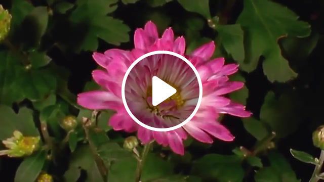 The birth of beauty atmf, atmf, the bittersweet symphony, time lapse, gardening, timelapse, horticulture, flowers, bloom, birth, beauty, nature travel. #0