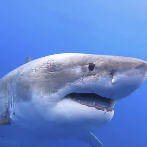 This is the most dangerous animal in the world - Video & GIFs | shark,white,ocean,wild,omg,wtf,wow,diving,nature travel
