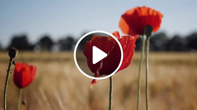 Wild poppies, colors, poppy, mohn, wild, poppies, waltz, for, mary, beautiful song, nature travel. #0