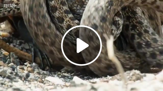 Iguana vs snakes epic, nature, bbc, fun, music amazing like, animal, nature travel. #0