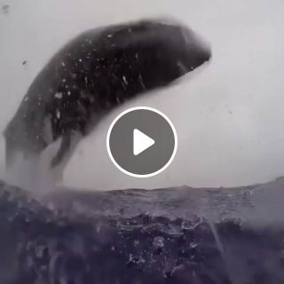 Incredible Whale