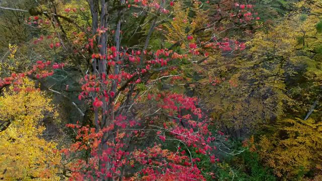 Iran in 4k fall in hyrcanian forest, iran, nature, caspian, 4k, autumn, fall, colorful, forest, panasonic, phantom4pro, gh5, waterfall, taste of color, aerial, reza nazemi, nature travel.