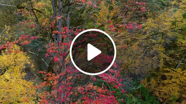 Iran in 4k fall in hyrcanian forest, iran, nature, caspian, 4k, autumn, fall, colorful, forest, panasonic, phantom4pro, gh5, waterfall, taste of color, aerial, reza nazemi, nature travel. #0