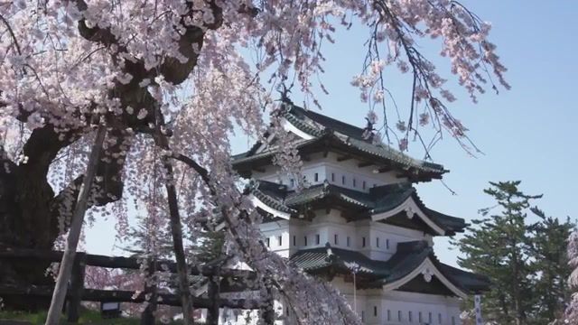 Japan - Video & GIFs | japan travel,tohoku,aomori,iwate,miyagi,akita,yamagata,fukushima,hirosaki castle,oshira sama,genbikei,ichimoku senbon sakura,sagae river,hanamiyama,tsugaru biidoro,kokeshi,nature travel