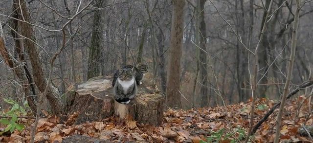Magic forest, Magic, Cat, Forest, Fall, Nature Travel