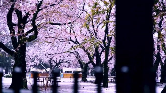 Snowy Cherry Blossom