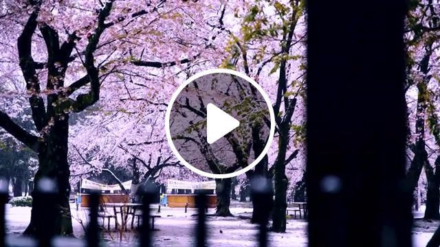 Snowy cherry blossom, snow, cherry blossom, nature, music, tokyo, nature travel. #0
