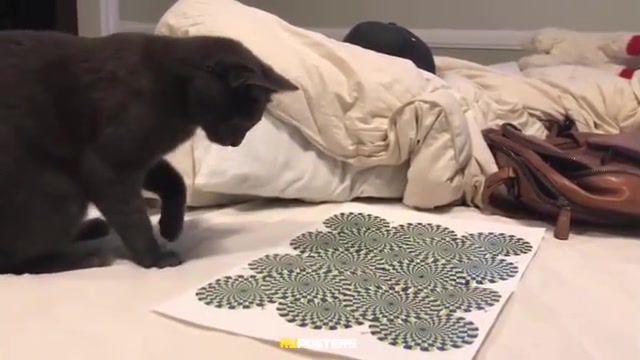 Magic - Video & GIFs | no way,how it can be,wow,how it works,desoriented,troubled,pets,pet,animals,cool,funny,where is it,wtf,cat,puzzle,optic,optic illusions,magic
